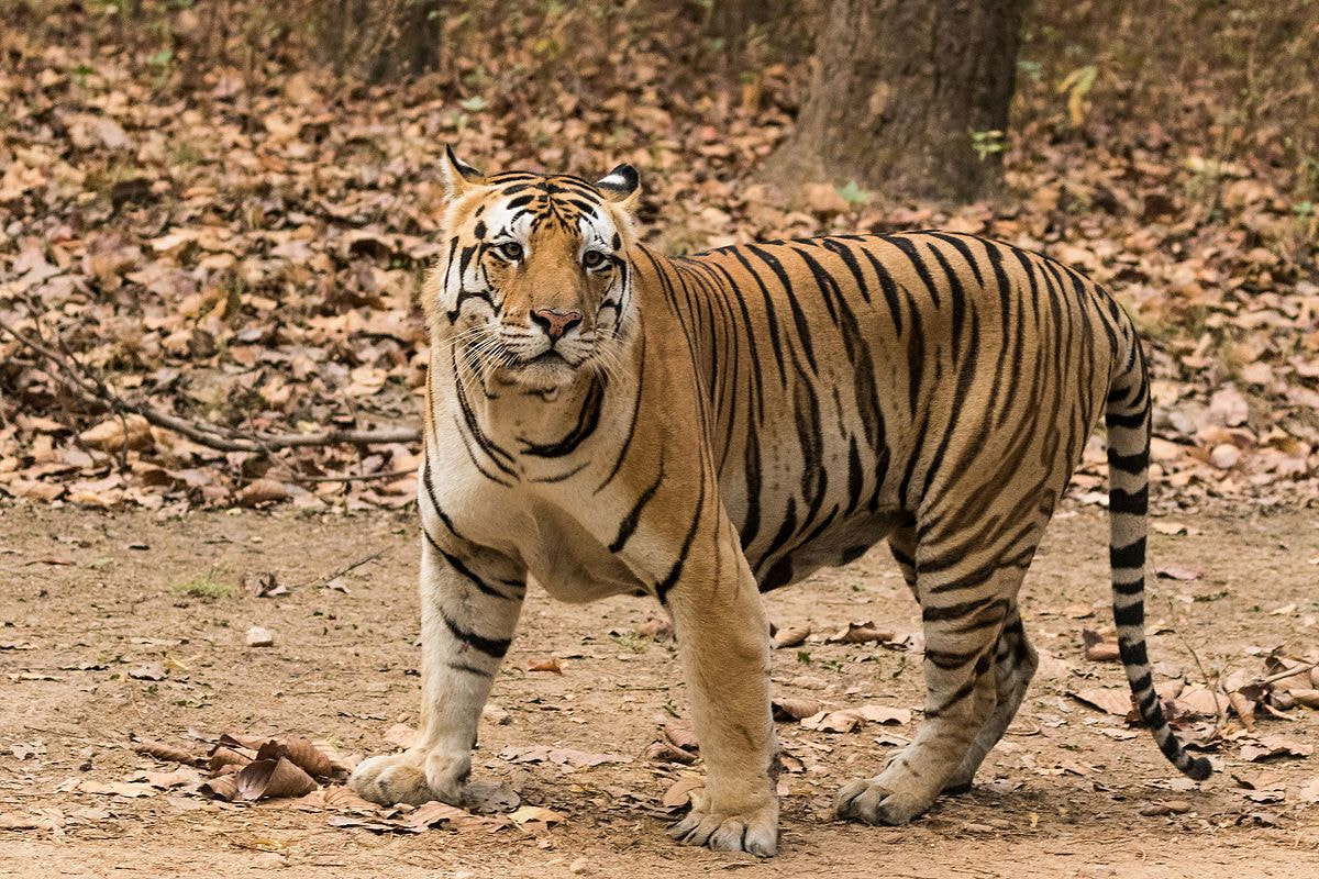 Royal_Bengal_Tiger_at_Kanha_National_Park.jpg