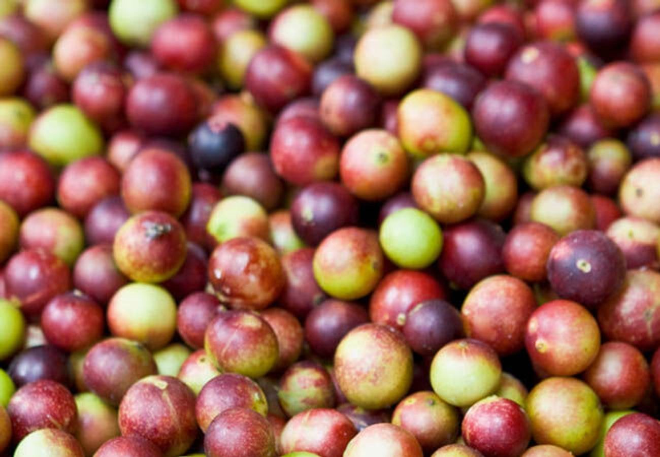 7 Evidence-Based Health Benefits Of Camu Camu