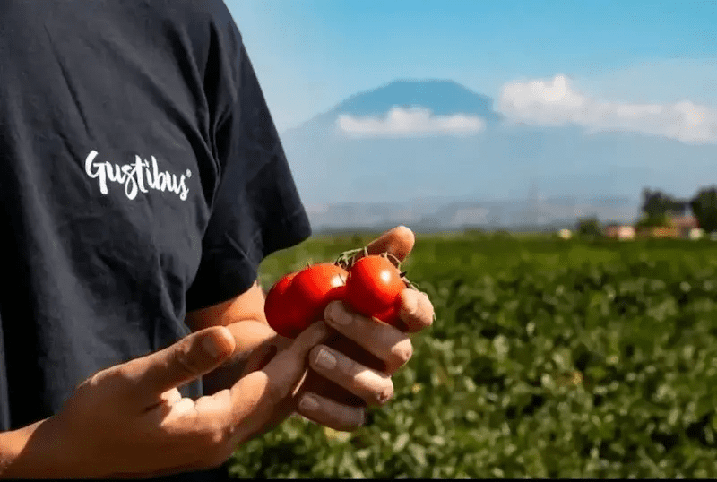Person hält frische, sonnengereifte Tomaten auf einem Feld – Ursprung und Qualität der Bongiovi Tomatensaucen. Person hält frische, sonnengereifte Tomaten auf einem Feld – Ursprung und Qualität der Bongiovi Tomatensaucen.