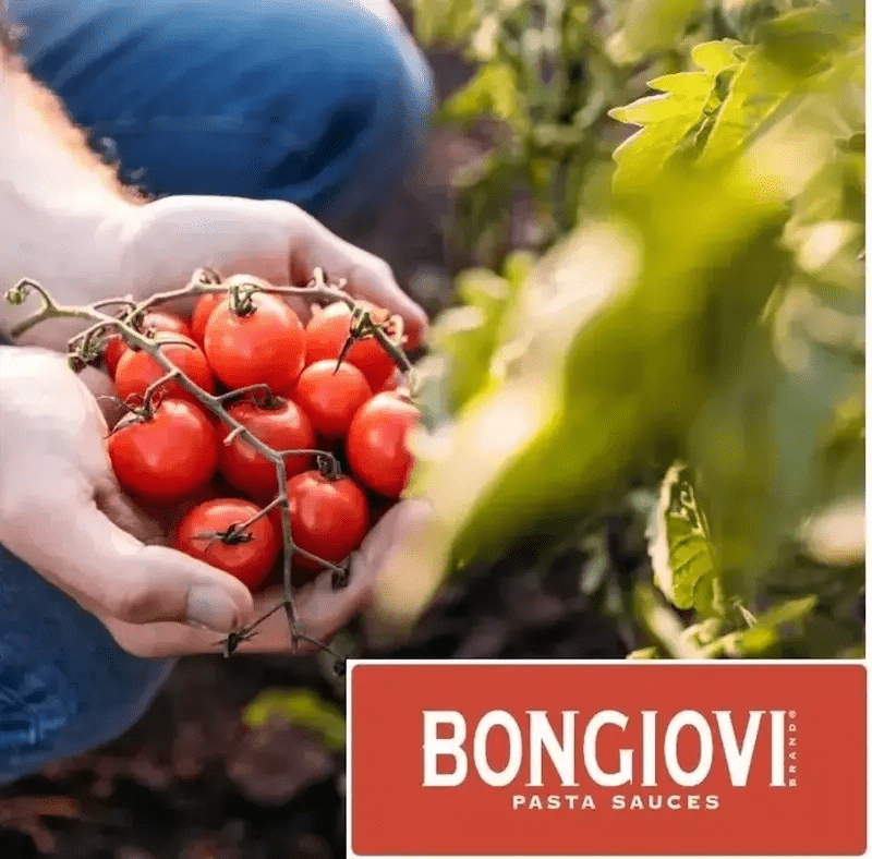 Hände halten frisch geerntete Tomaten am Strauch auf einem Feld – natürliche Zutaten für Bongiovi Tomatensaucen
