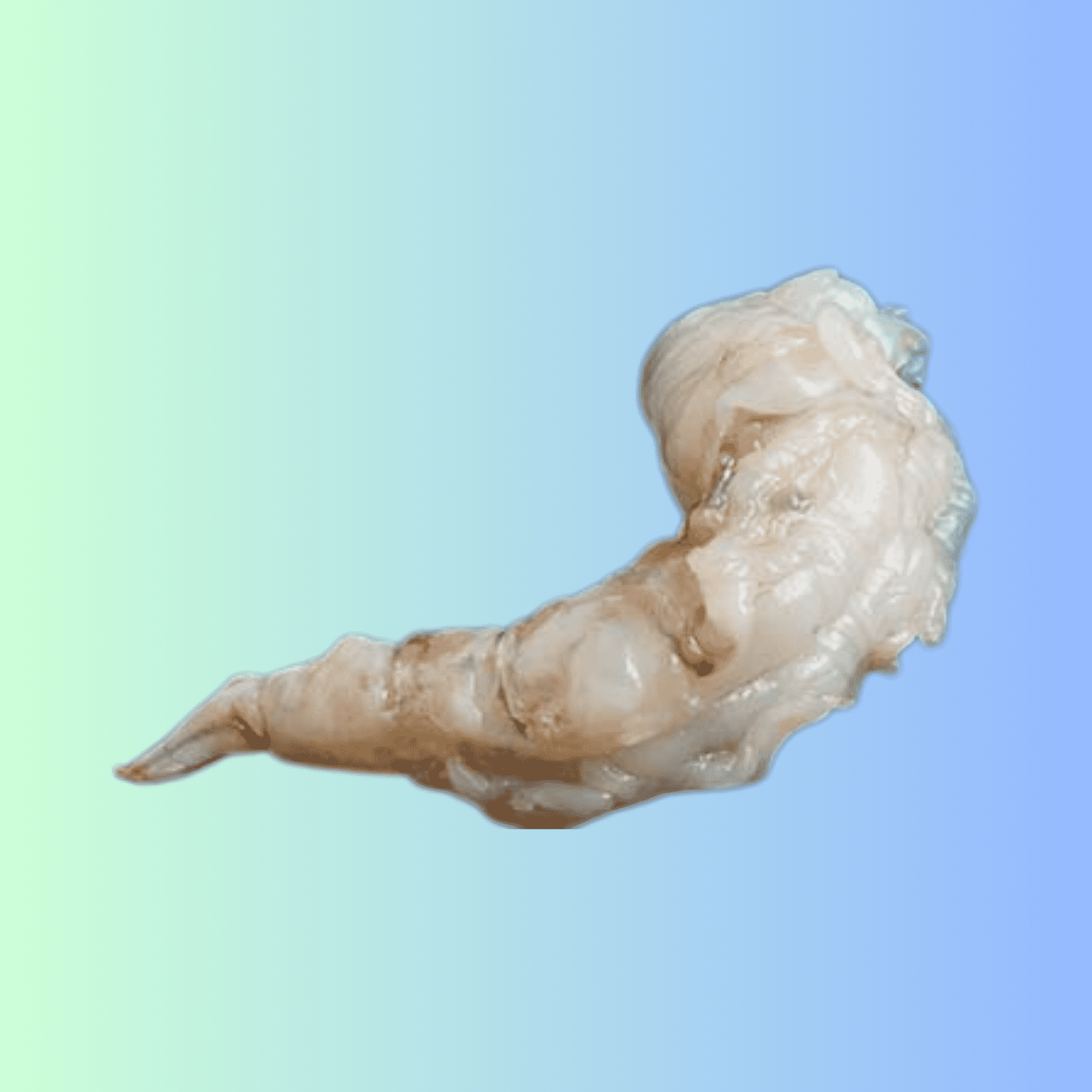 Aquawoo Seafood | Freshwater Prawn