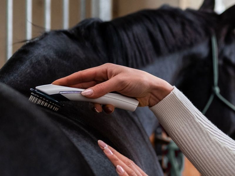 Terapia PhysioKey per cavalli