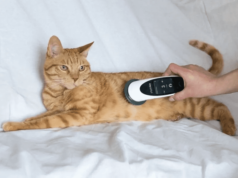 Terapia PhysioKey per gatti