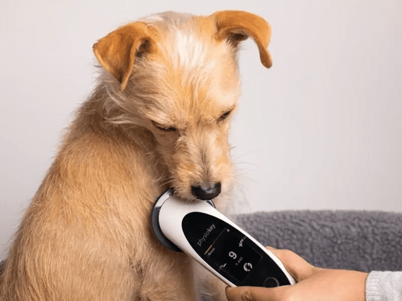 Terapia PhysioKey per cani