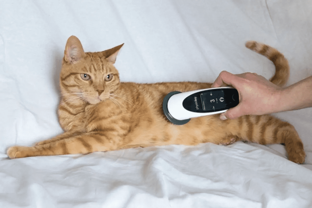 PhysioKey – Veterinary