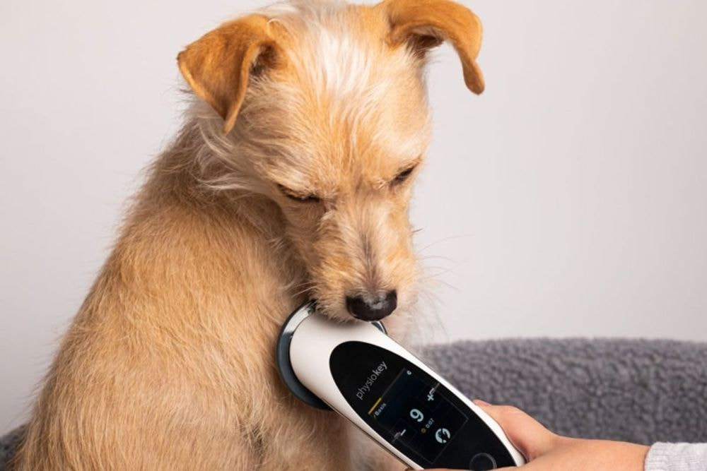 PhysioKey – Veterinary