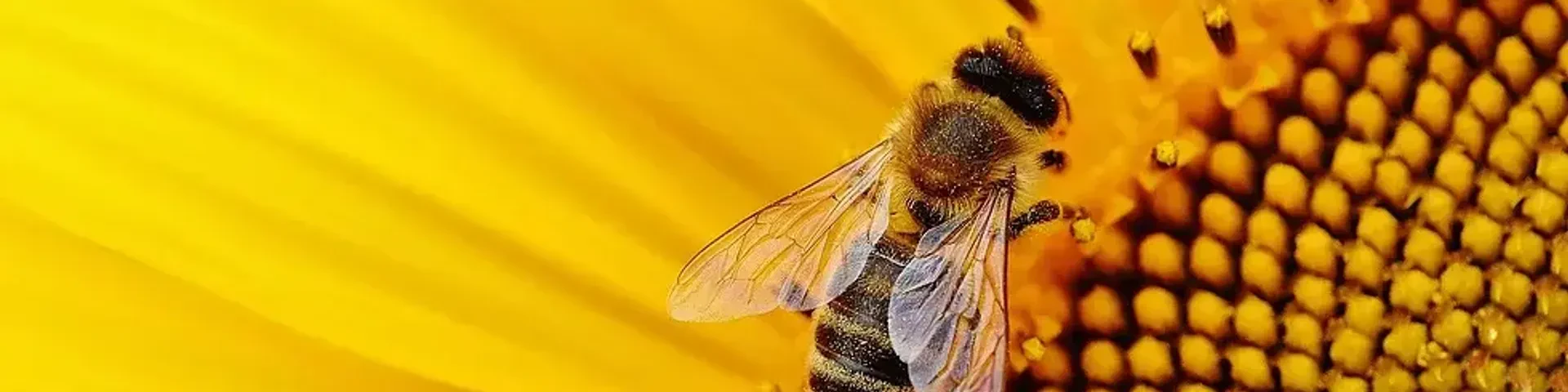ApiTerra Save the bees