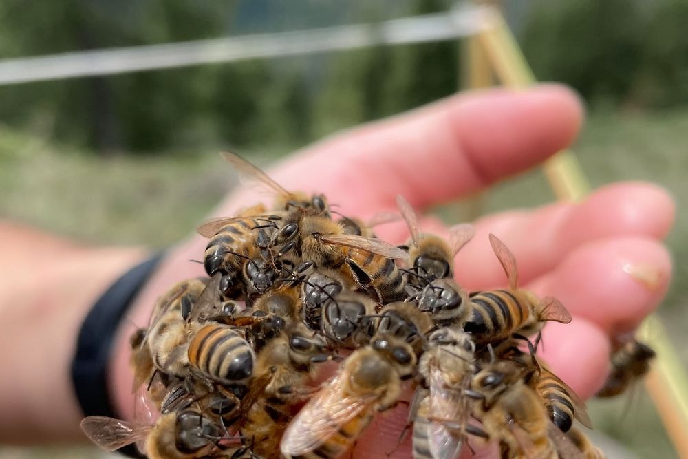 Giornata mondiale delle api 20.05