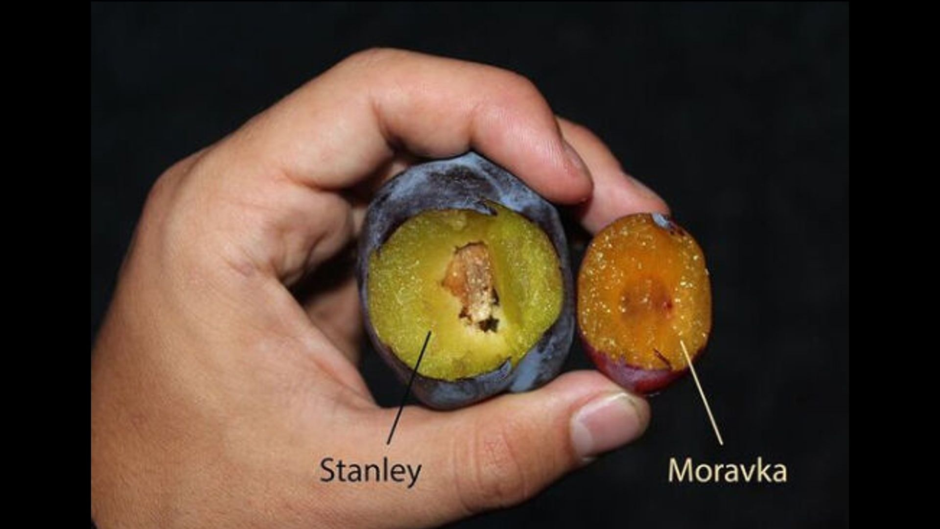 hand-holds-plums-stanley-and-moravka