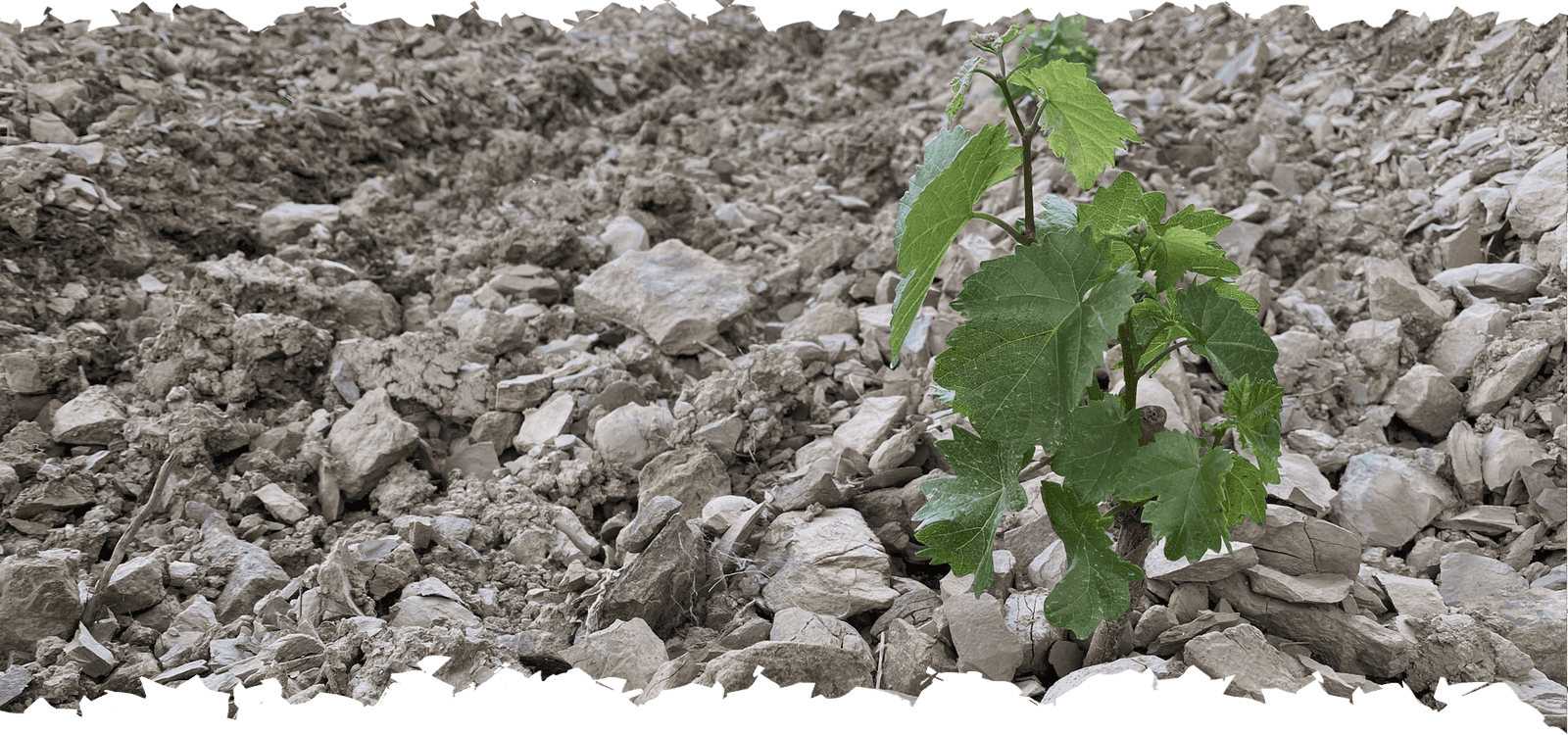 Vrhunska penina Medot | Medot Wines
