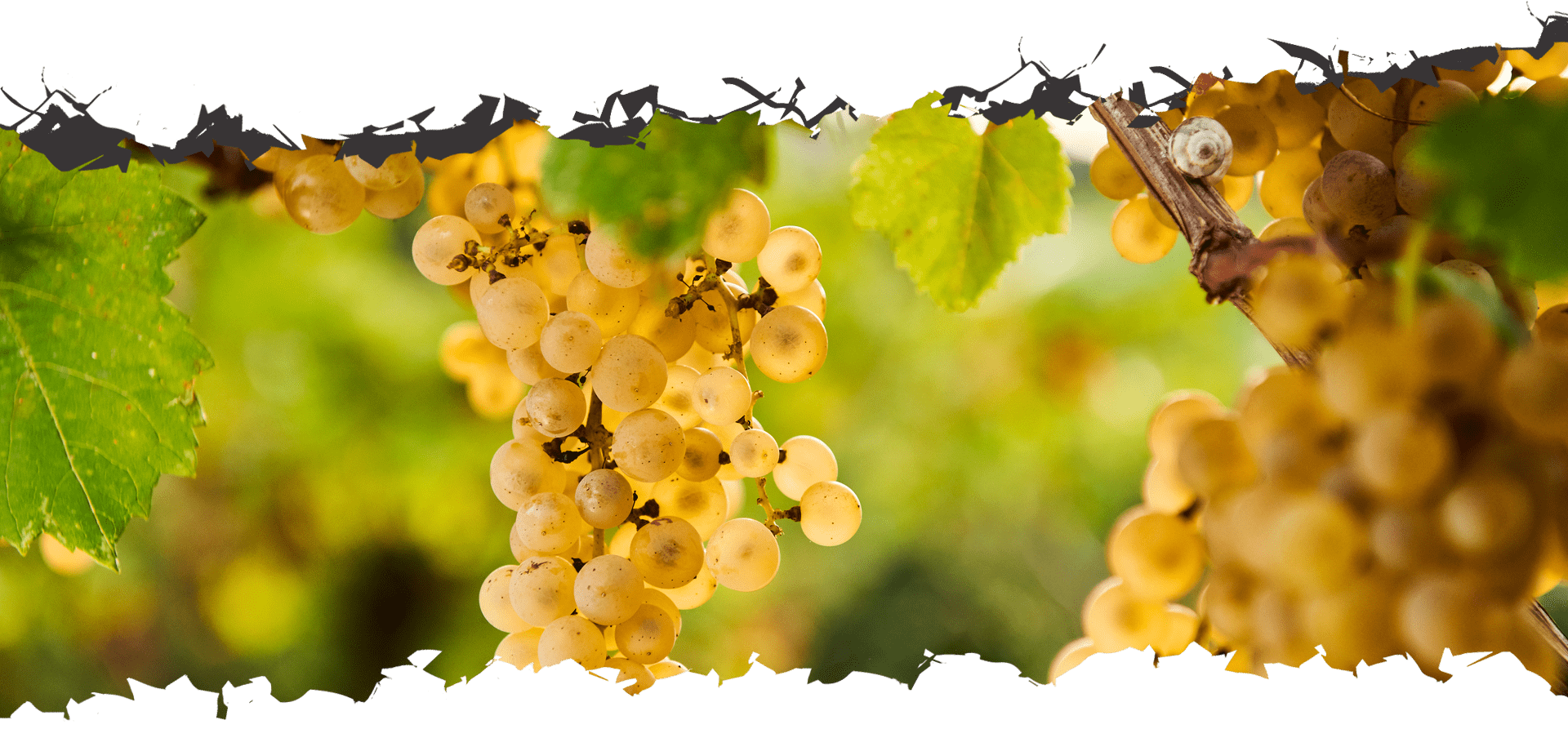 GOLD WINE