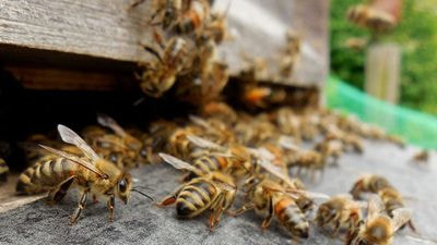 BC Bee Supply BC Bee Supply