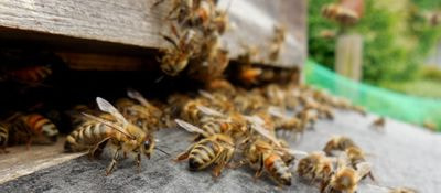 BC Bee Supply BC Bee Supply